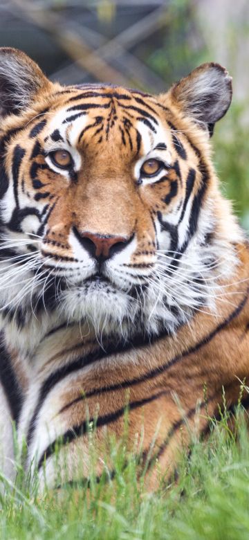 Bengal Tiger, 5K, Big cat, Predator, Green Grass, Wild animal, Zoo, Carnivore, Closeup