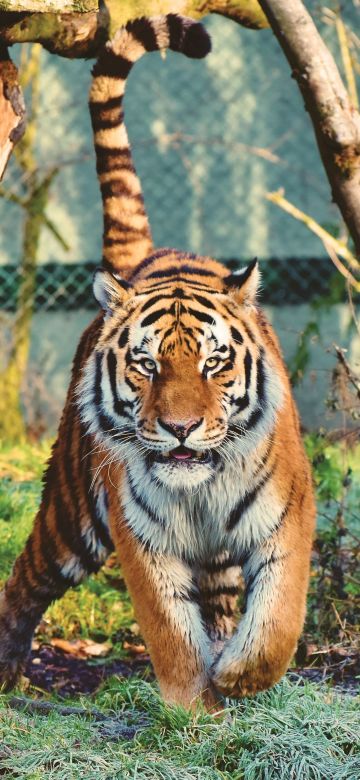 Siberian tiger, Walking, Zoo, Trees, Big cat, Carnivore, Predator, Wildlife, 5K