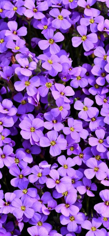 Aubrieta, Violet flowers, Blossom, Spring, Bloom, Purple, Floral Background, Aesthetic, 5K