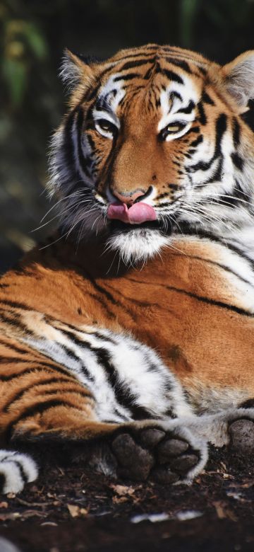 Siberian tiger, Predator, Big cat, Carnivore, Wild animal, Zoo, Closeup, 5K