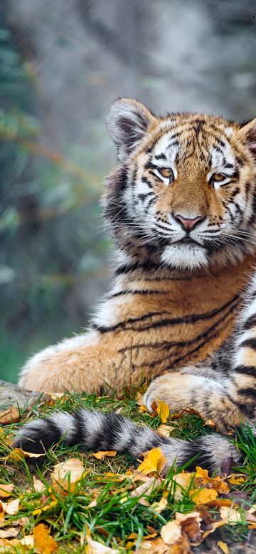 Young tigress, Carnivore, Autumn leaves, Grass, Wild animal, Zoo, Big cat, Predator, Portrait, Siberian tiger, 5K