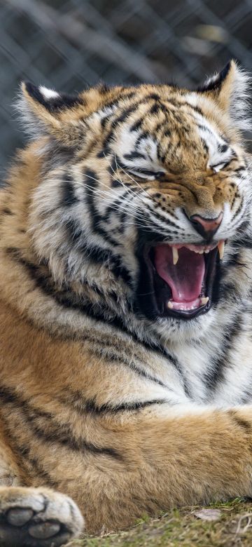 Young tigress, Yawning, Wild animal, Big cat, Predator, Closeup, Carnivore, Zoo, Siberian tiger, 5K