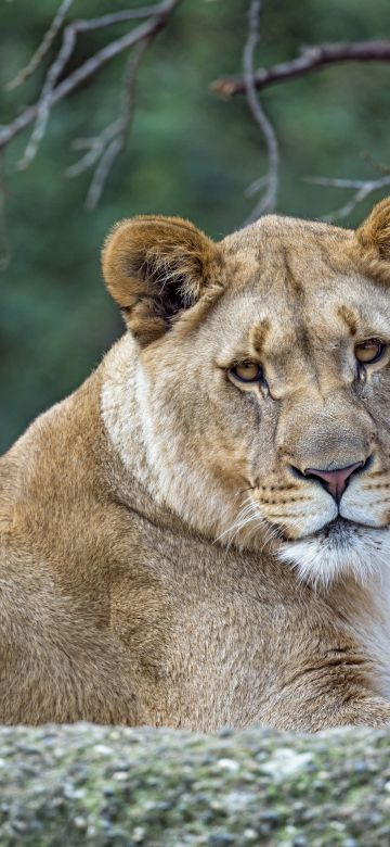 Young Lioness, Wild animal, Zoo, Predator, Carnivore, Tree Branch, Portrait, Closeup, Big cat, 5K, 8K