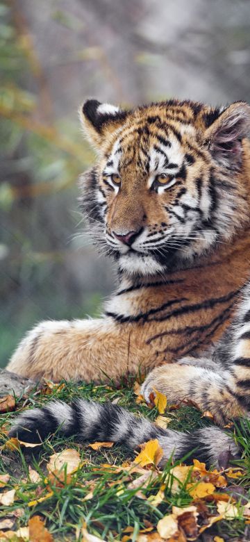 Young tigress, Autumn leaves, Green Grass, Wild animal, Zoo, Big cat, Predator, Portrait, Siberian tiger, 5K