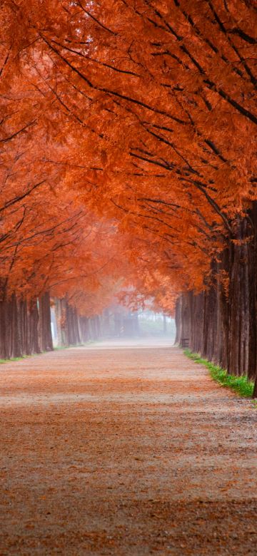 Autumn, Morning, Trees, Path, Foggy, Mist, Fall, 5K