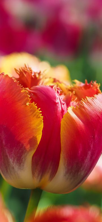 Tulips, Garden, Blossom, Tulip flowers, Bloom, Spring, Bokeh, Red flowers