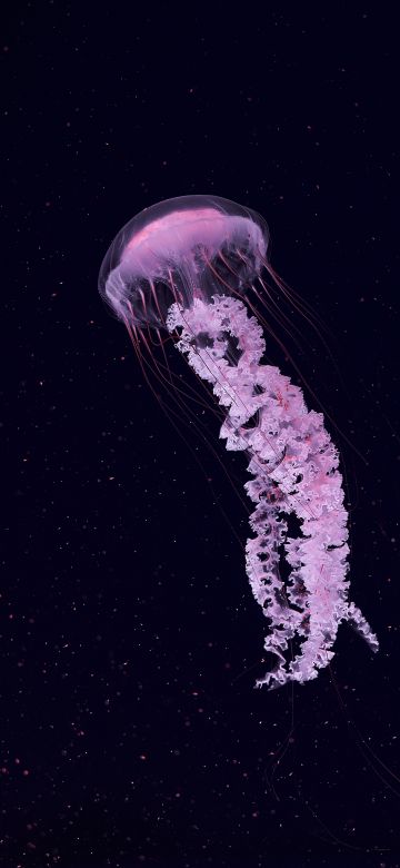 Jellyfish, Dark background, Sea Life Aquarium, Underwater, Glowing, Pink, 5K