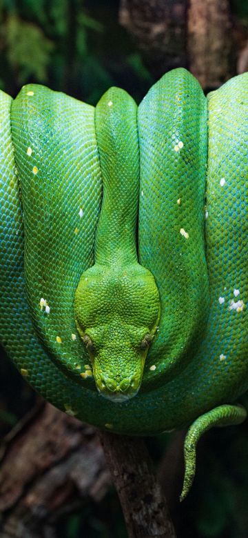 Green Python, Green snake, Tree Branch, Reptile, Coiled Snake, Forest, Closeup, 5K