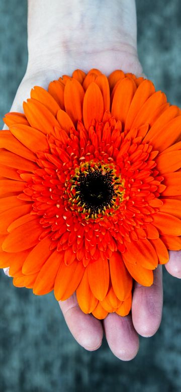 Orange flower, Gerbera Daisy, Hand, Closeup, Bokeh, Wooden background, 5K