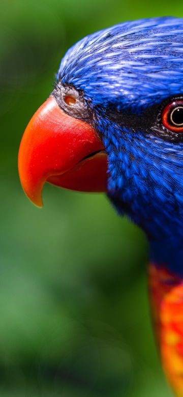 Rainbow Lorikeet, Parrot, Colorful, Bird, Multicolor, Closeup, Green background, 5K