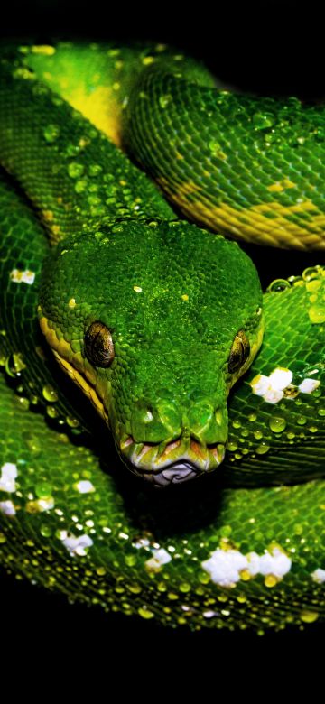 Tree Python, Green snake, Green Python, Water drops, Dark background, 5K