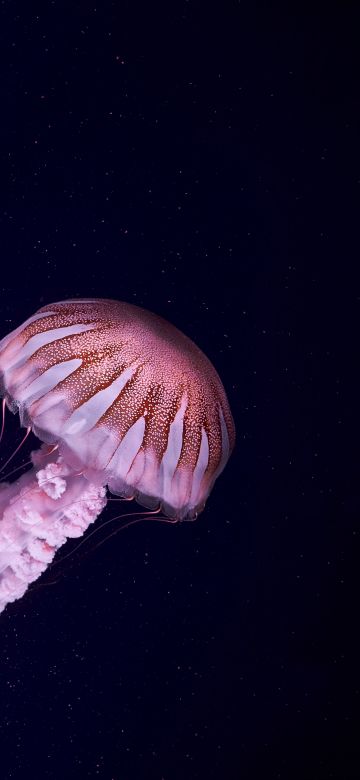 Jellyfish, 5K, Dark background, Sea Life, Aquarium, Underwater, Glowing, Pink