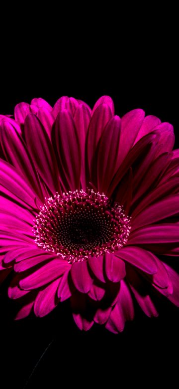 Gerbera Daisy, Purple Flowers, Black background, Macro, Closeup, 5K