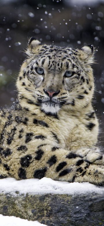 Snow leopard, Winter, Big cat, Wildlife, Predator, Carnivore, Zoo, 5K