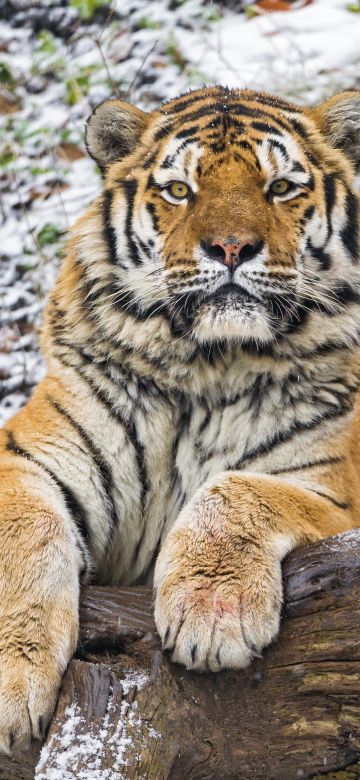 Siberian tiger, Snow, Wood, Winter, Big cat, Wild animal, Predator, Carnivore, 5K