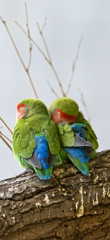 Rosy Faced Lovebirds, Peach Faced Lovebirds, Bird Couple, Tree Branch, Colorful, Cute bird