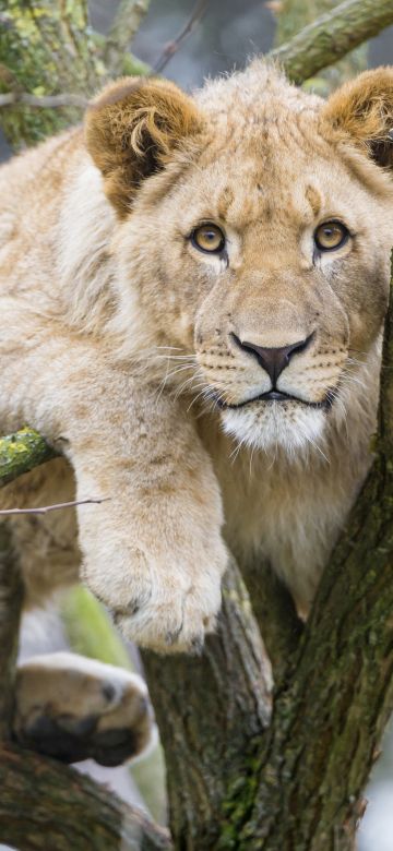 Young Lioness, Cub, Tree Branches, Big cat, African Lion, Zoo, Predator, Carnivore, 5K