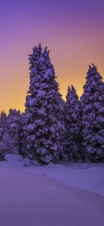 Landscape, Purple sky, Snow covered, Evening sky, Sunset, Winter, Trees, Scenery, Beautiful, 5K