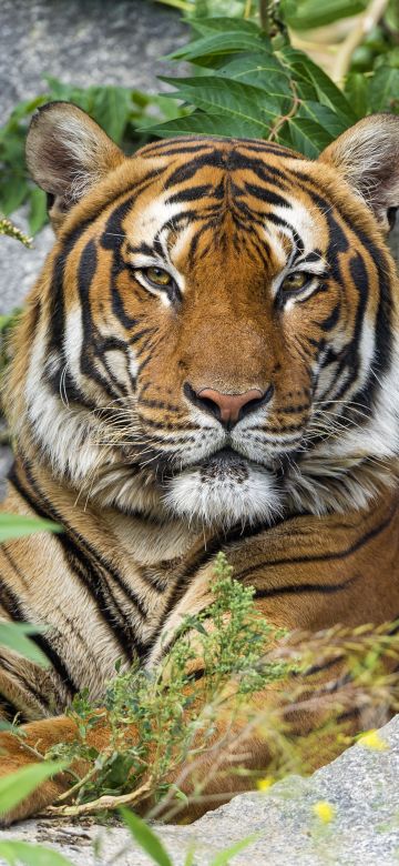 Malayan tiger, Big cat, Wild animal, Predator, Carnivore, Tiger face, 5K