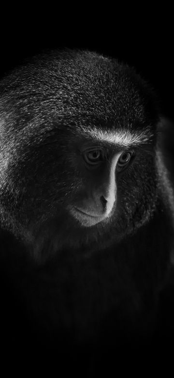 Hamlyn's monkey, Owl-faced monkey, Dark, Black background, 5K, 8K