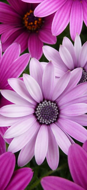 Daisy flowers, Garden, Purple Flowers, Pink flowers, Closeup, Bloom, Blossom