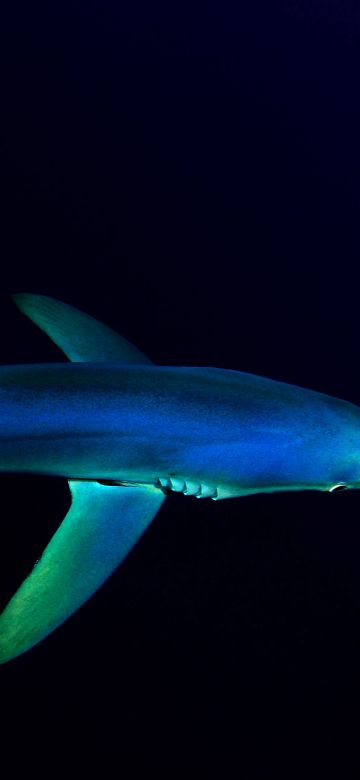 Blue Shark, Underwater, Atlantic Ocean, Deep Sea, Dark background, 5K