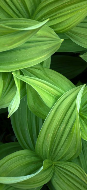 Green leaves, Closeup, Plant, 5K