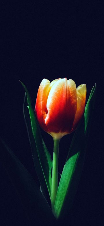 Tulip flower, Orange tulips, Dark background, 5K