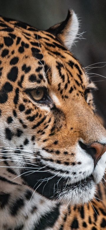 Leopard, Zoo, Wildlife, Jaguar, Closeup, ARTIS, Amsterdam, Netherlands, 5K