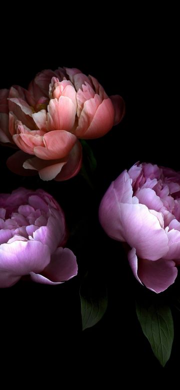 Rose flowers, Colorful, Black background, Roses, 5K