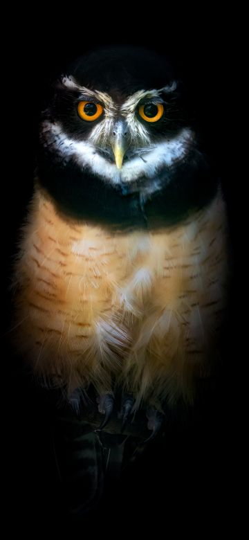 Owl, Night, Wildlife, Black background, 5K, 8K