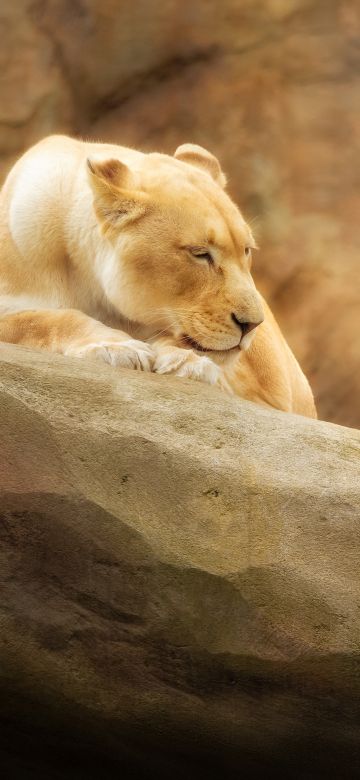 Lioness, Paradise Wildlife Park, Animal park, Zoo, Golden yellow, Rock, 5K