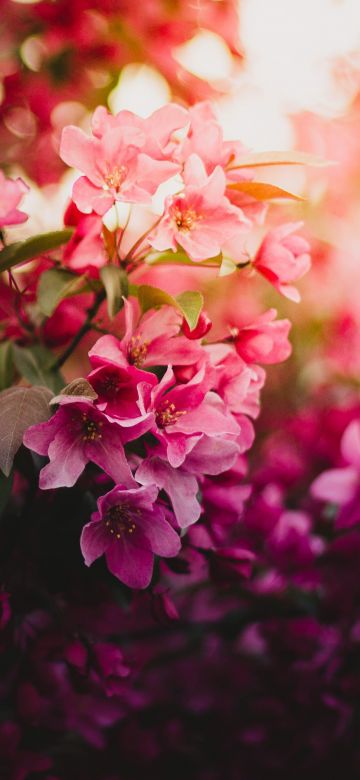 Pink flowers, Purple, Bokeh, Blossom, Floral, Daytime, 5K