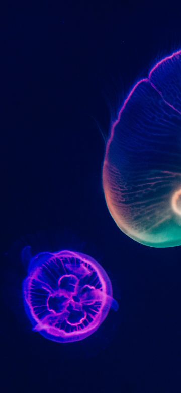 Jellyfishes, Purple, Multicolor, Dark background, Underwater, Aquarium, Sealife, Glowing, Bright, 5K, Bioluminescence, Dark aesthetic