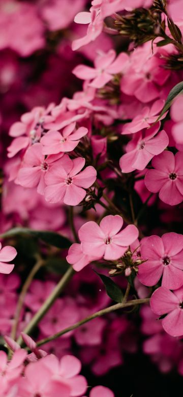 Pink flowers, Bokeh, Floral, Blossom, Bloom, Spring, Closeup, Beautiful, 5K