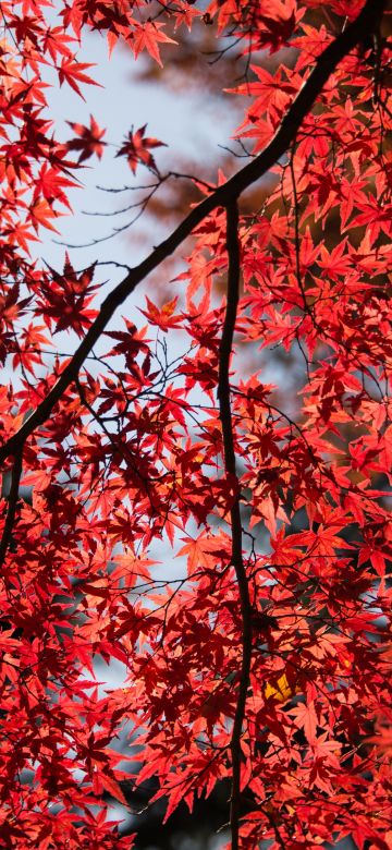 Maple tree, Red leaves, Autumn, Tree Branches, 5K