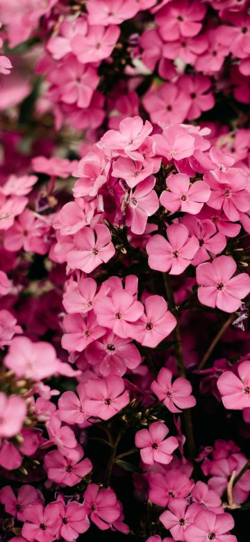 Pink flowers, Closeup, Floral Background, Blossom, Bloom, Spring, Vibrant, 5K