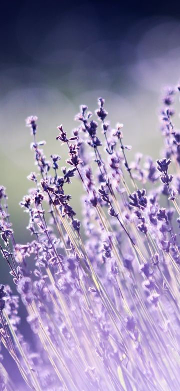 Lavender flowers, Bokeh, Blur, Garden, Purple, Aesthetic, 5K