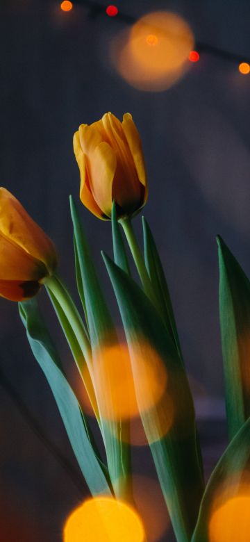 Yellow tulips, Bokeh, Lights, Decoration, Blossom, Green leaves, 5K