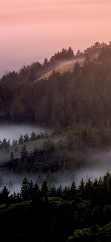 Forest, Foggy, Mist, Pine trees, Early Morning, 5K