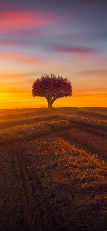 Lone tree, Agriculture, Fields, Sunset, Evening, Landscape, Scenery, Countryside, 5K