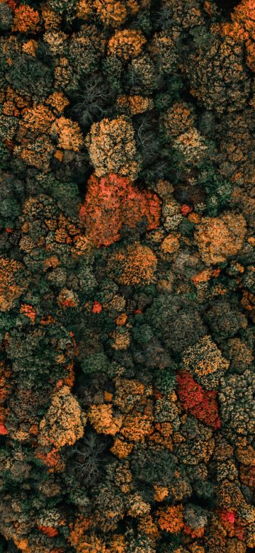 Autumn trees, Drone photo, Forest, Aerial view, Birds eye view, Green Trees, 5K