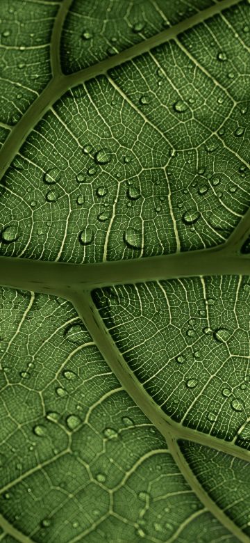 Green leaf, Veins, Pattern, Water drops, Macro, Closeup, 5K