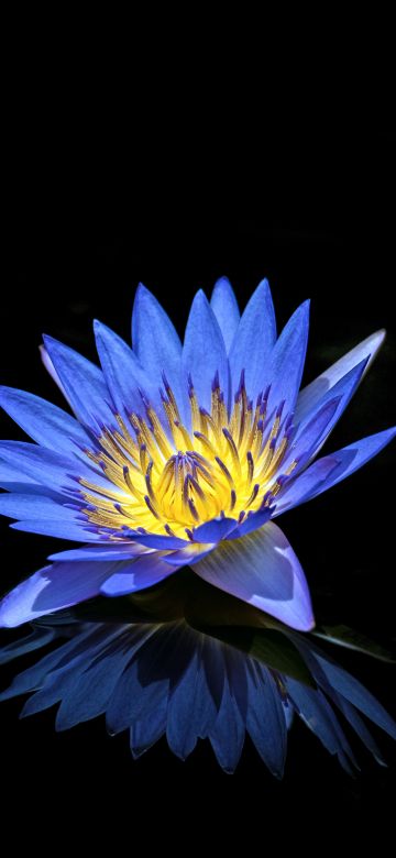 Water Lily, Blue flower, Black background, Reflection, 5K