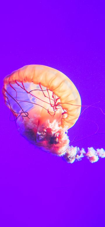 Jellyfish, Purple background, Sea Life, Underwater, Aquarium, 5K, 8K