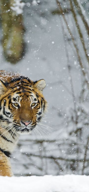 Siberian tiger, Snowfall, Amur tiger, Winter, Cold, Big cat, Wild animal, Predator, Walking, Carnivore, 5K