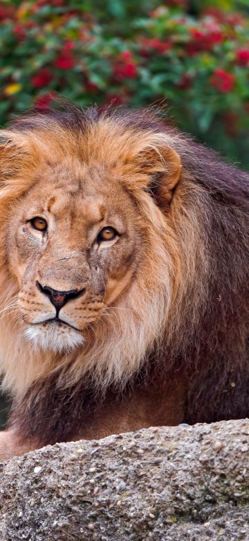 Lion, Wild animal, Carnivore, Predator, Portrait, Closeup, Big cat