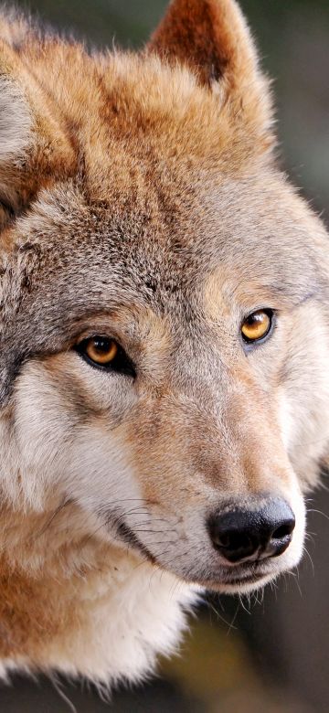 Wolf, Wild animal, Zoo, Canine, Closeup, Face, Staring