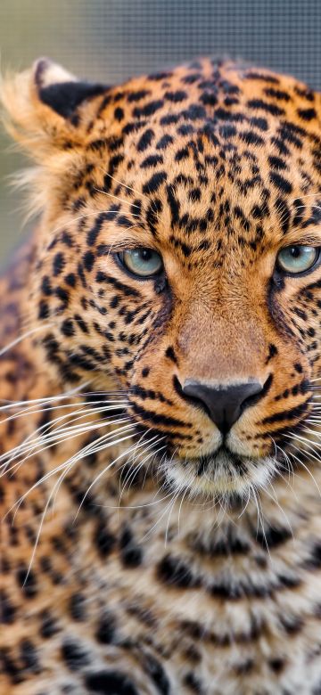 Leopard, Closeup, Zoo, Wild animal, Face, Big cat, Carnivore, Predator, Portrait