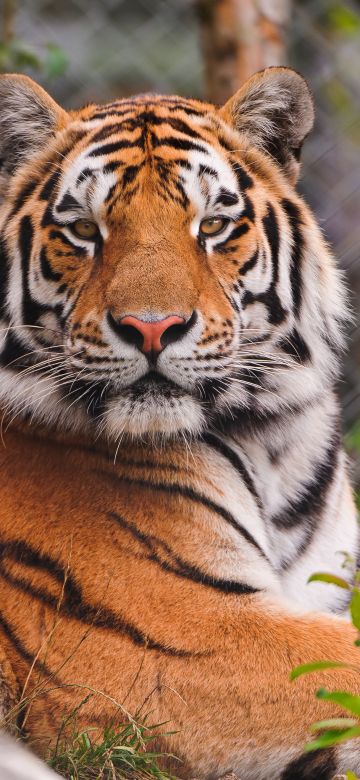 Staring, Siberian tiger, Zoo, Amur tiger, Big cat, Carnivore, Predator, Wild animal